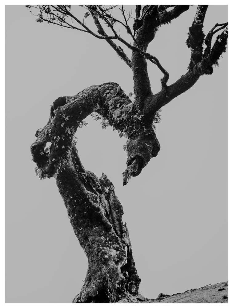 Image of Fanal Laurel Tree (I)