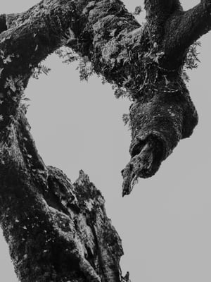 Image of Fanal Laurel Tree (I)