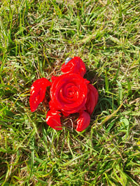 Image 4 of Rose Turtles