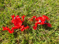 Image 3 of Rose Frogs