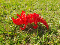 Image 4 of Medium Skeleton Triceratops 