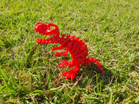 Image 4 of Medium Skeleton T-rex