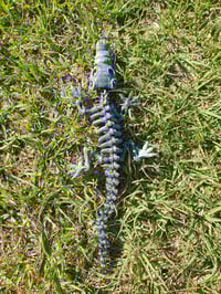 Image 3 of Skeleton Crocodiles