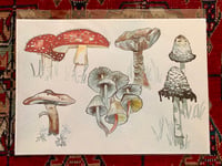 Native mushrooms print 