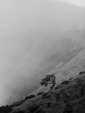 Image of Fanal Laurel Tree (II)