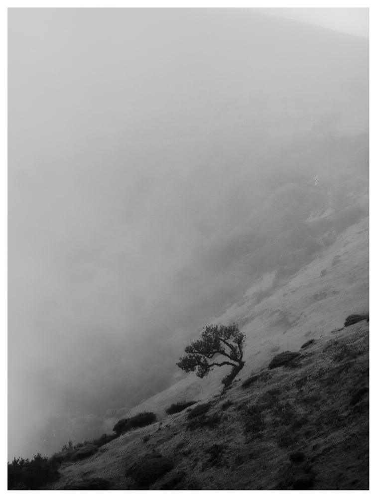 Image of Fanal Laurel Tree (II)