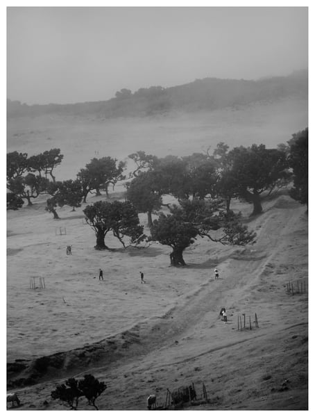 Image of Fanal Forest (I)