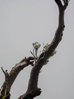 Image of Fanal Laurel Tree (III)