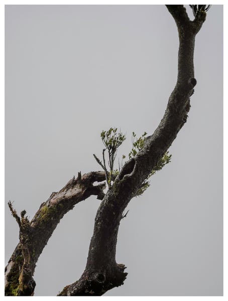 Image of Fanal Laurel Tree (III)