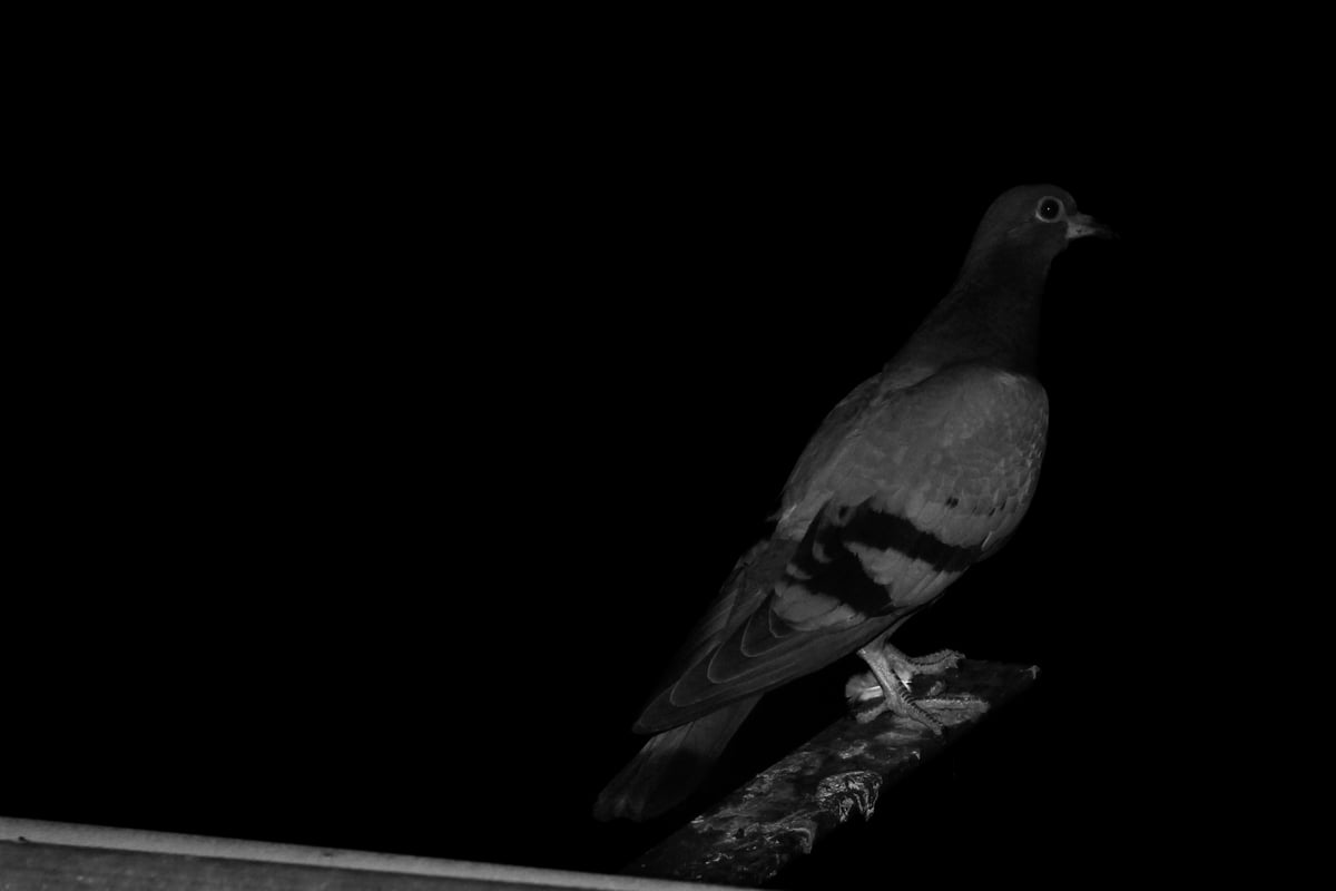 Image of "To Have Wings", July 2024 #1