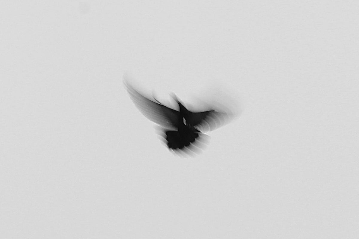 Image of "To Have Wings", July 2024 #2