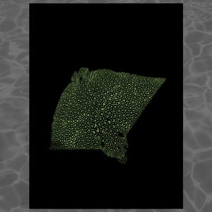 Image of Spotted Eagle Ray • 9x12
