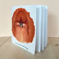 pomeranians from the internet zine