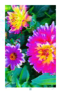 Image 1 of SCREAMING DAHLIAS