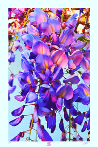 Image 1 of MYSTERIA WISTERIA (36X24)