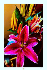Image 1 of A SERIOUS STARGAZER (36X24)