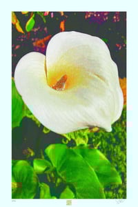  CALLA LILY SEX (36X24)