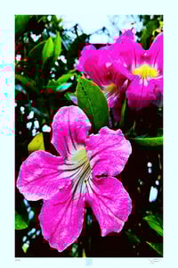 Image 1 of MIGHTY MAGENTA (36X24)