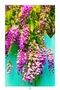 Image 1 of CREEPING WISTERIA (36X24)
