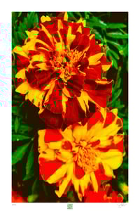 Image 1 of JIMMY'S MARIGOLDS (36X24)
