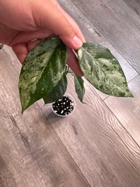 Image 1 of HOYA CORIACEA SILVER (CS1)