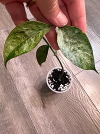 Image 1 of HOYA CORIACEA SILVER (CS2)