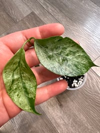 Image 2 of HOYA CORIACEA SILVER (CS2)