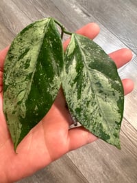 Image 2 of HOYA CORIACEA SILVER (CS1)