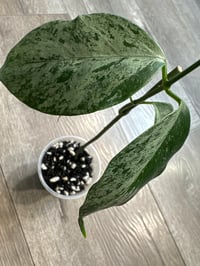 Image 3 of HOYA CORIACEA SILVER (CS1)