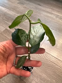 Image 4 of HOYA CORIACEA SILVER (CS1)