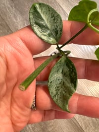 Image 3 of HOYA CORIACEA SILVER (CS2)