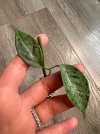 HOYA CORIACEA SILVER (CS3)