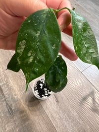Image 2 of HOYA CORIACEA SILVER (CS4)
