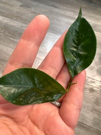 Image 1 of HOYA CORIACEA SILVER (CS5)