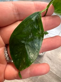 Image 2 of HOYA CORIACEA SILVER (CS5)