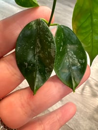 Image 3 of HOYA CORIACEA SILVER (CS5)