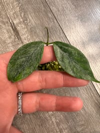 HOYA CORIACEA SILVER (CS6)