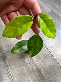 HOYA CORIACEA SILVER (CS7)