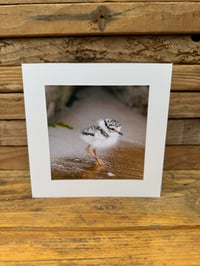 Ringed Plover Chick blank card