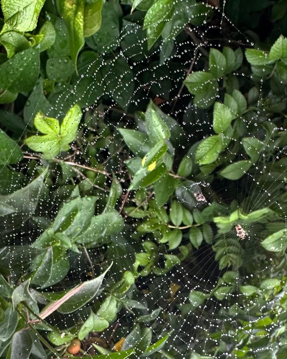 Image of web