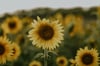 SUNFLOWER MINI RETAINER