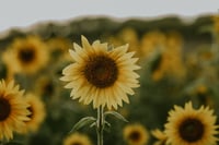 Image 5 of SUNFLOWER MINI RETAINER