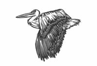 Image 3 of Pelican #1
