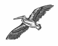 Image 3 of Pelican #2