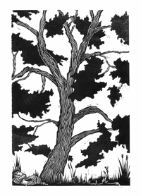 Image 2 of Coalbanks Cottonwood