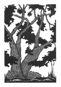 Image 2 of Missing Limb