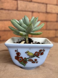 Image 1 of Ghost Plant in Small Bird Pot