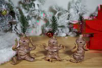 Image 4 of Pine Tree Mandrakes