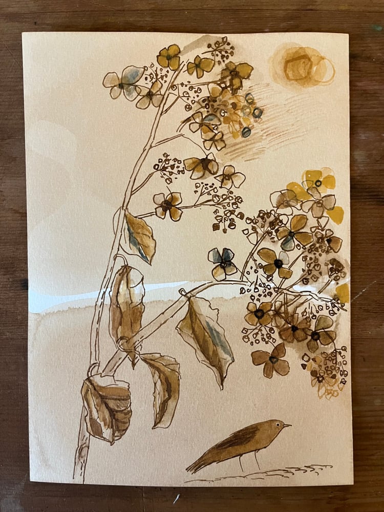 Image of Dried hydrangea and little bird 