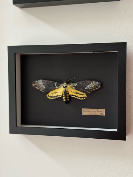 Image of Deaths Head Hawk Moth paper taxidermy 